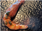 red prawn